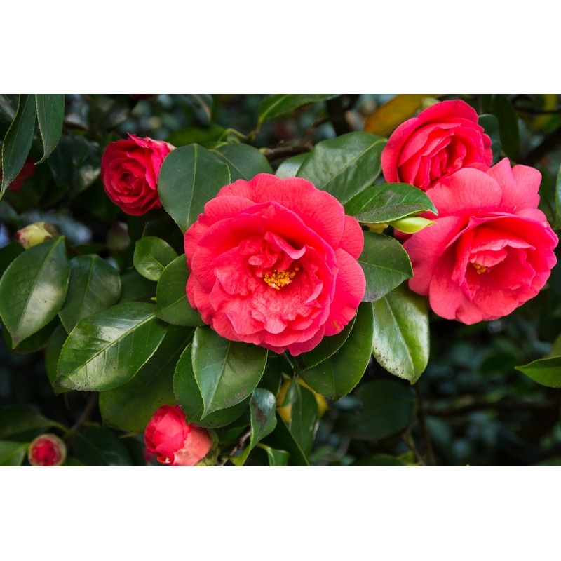 Floare Camellia Japonica Mix 35-40 cm