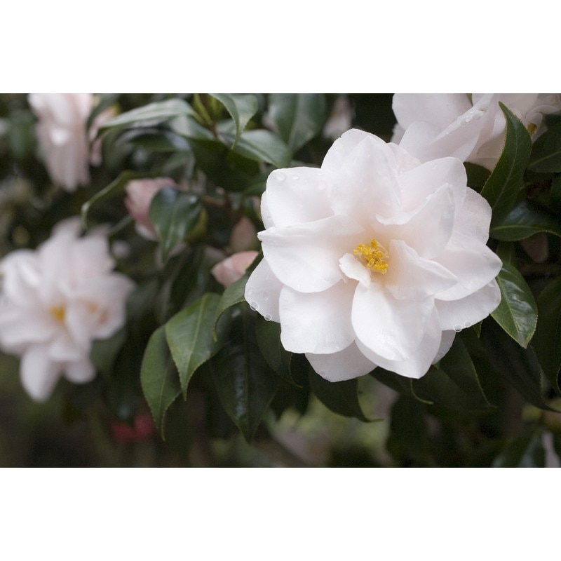 Floare Camellia Japonica Mix 35-40 cm