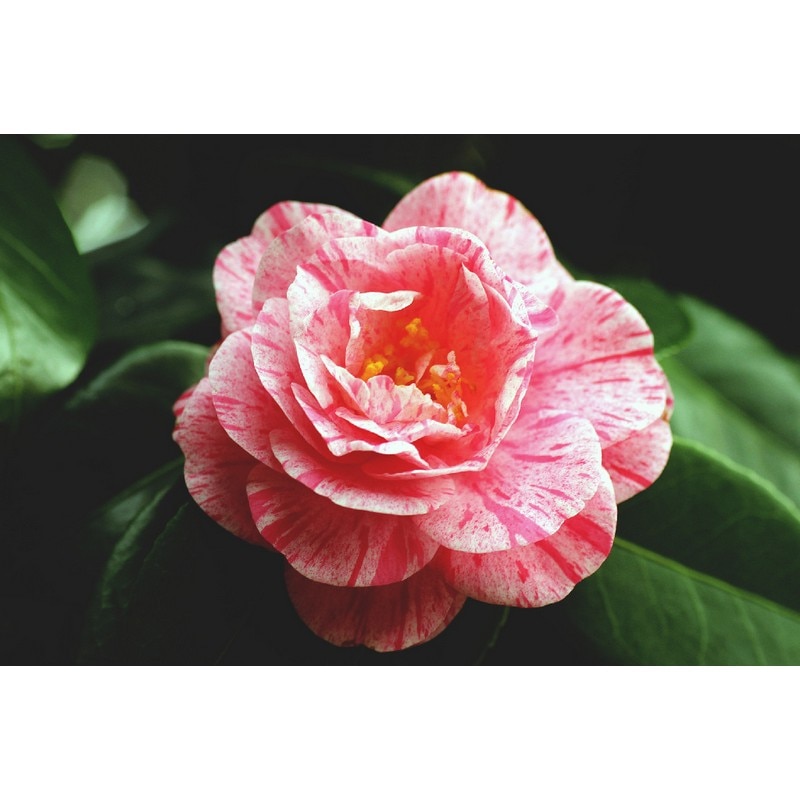 Floare Camellia Japonica Mix 35-40 cm