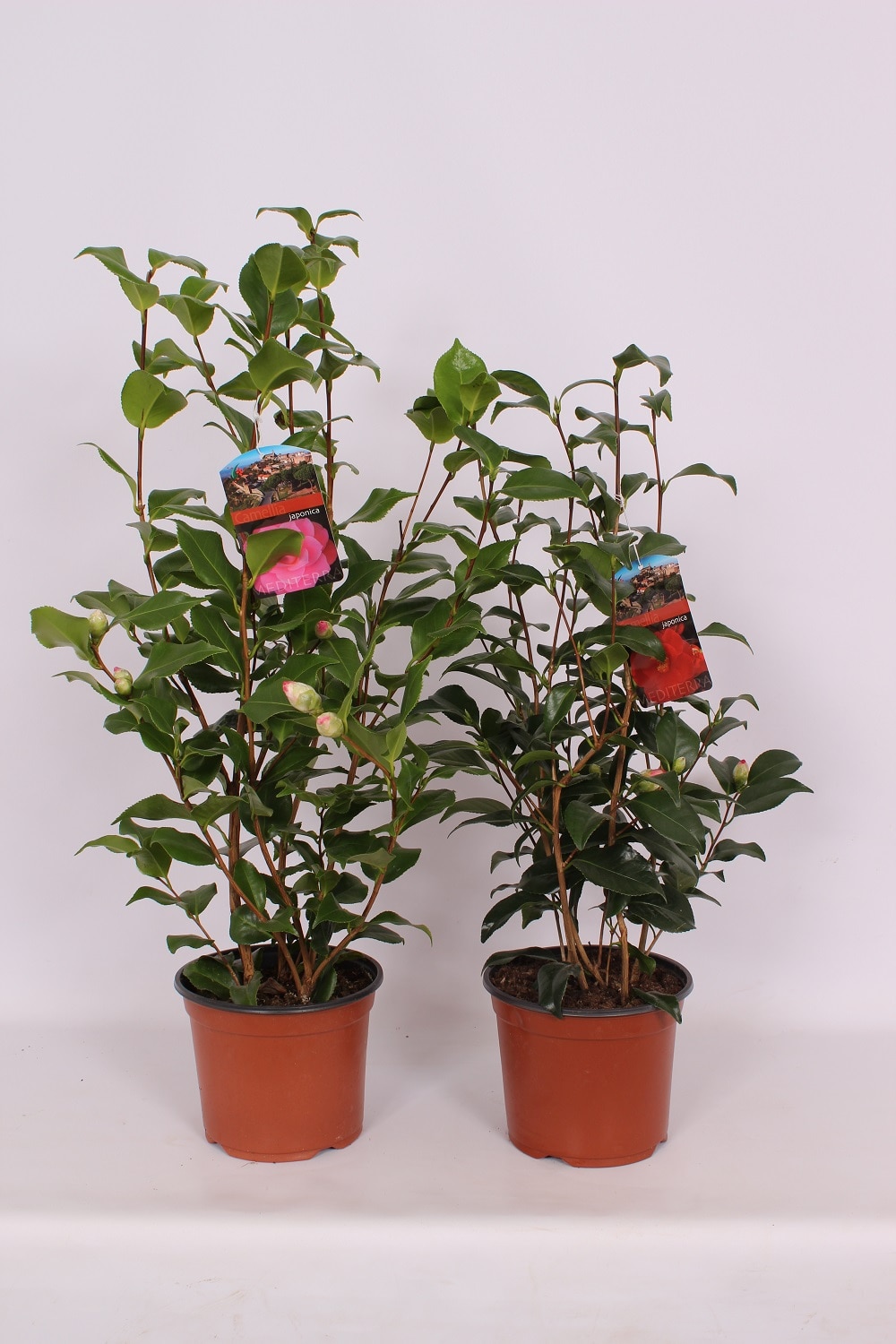 Floare Camellia Japonica Mix 35-40 cm