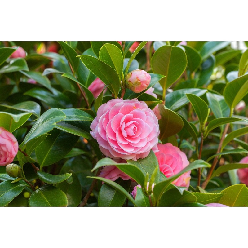 Floare Camellia Japonica Mix 35-40 cm