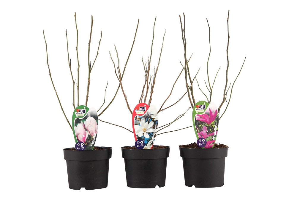 Magnolia mix, in ghiveci, 50-70 cm 