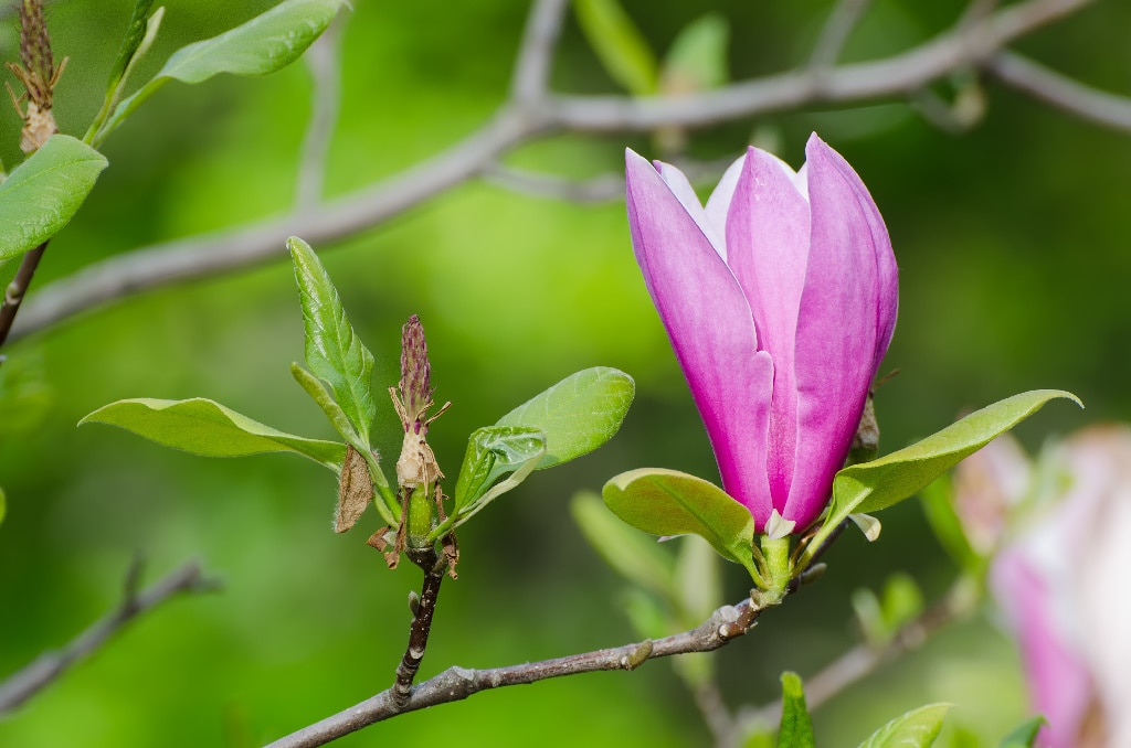 Magnolia mix, in ghiveci, 50-70 cm 