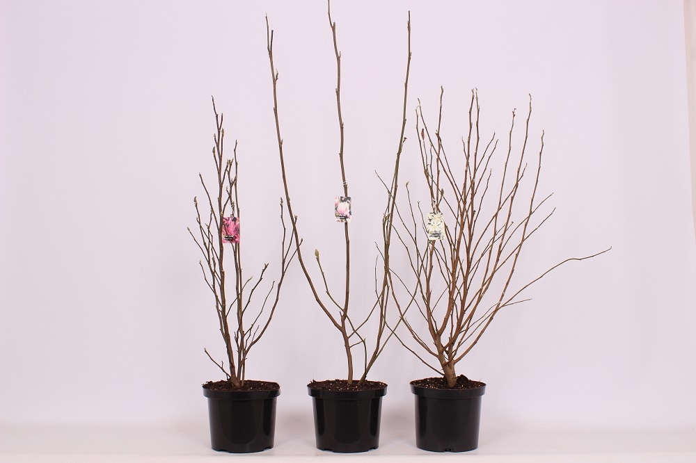 Magnolia mix, in ghiveci, 50-70 cm 