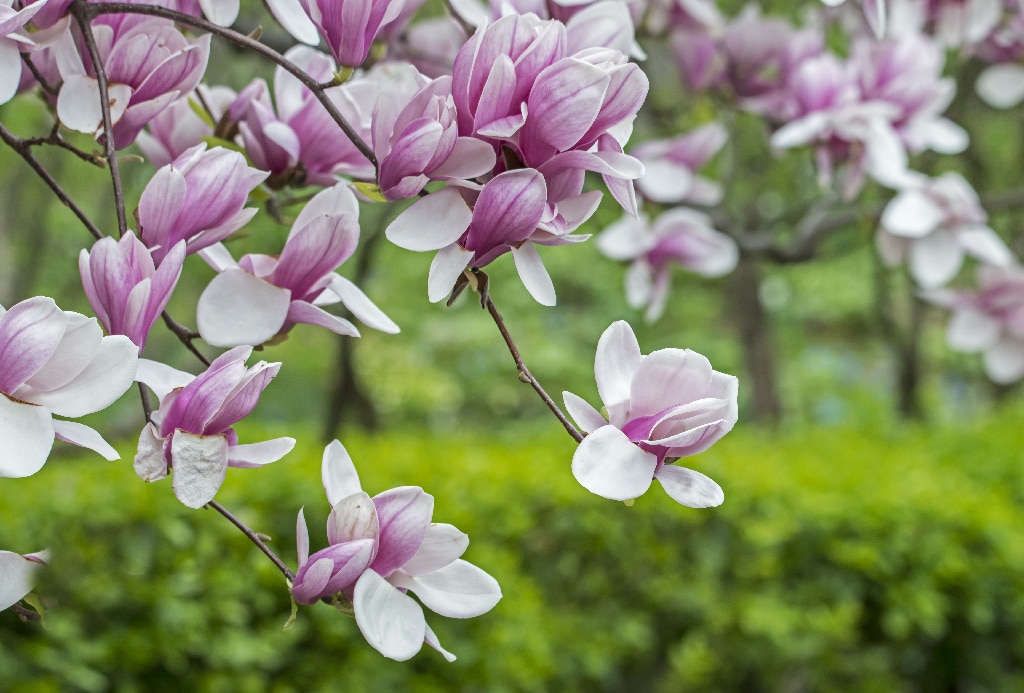 Magnolia mix, in ghiveci, 50-70 cm 