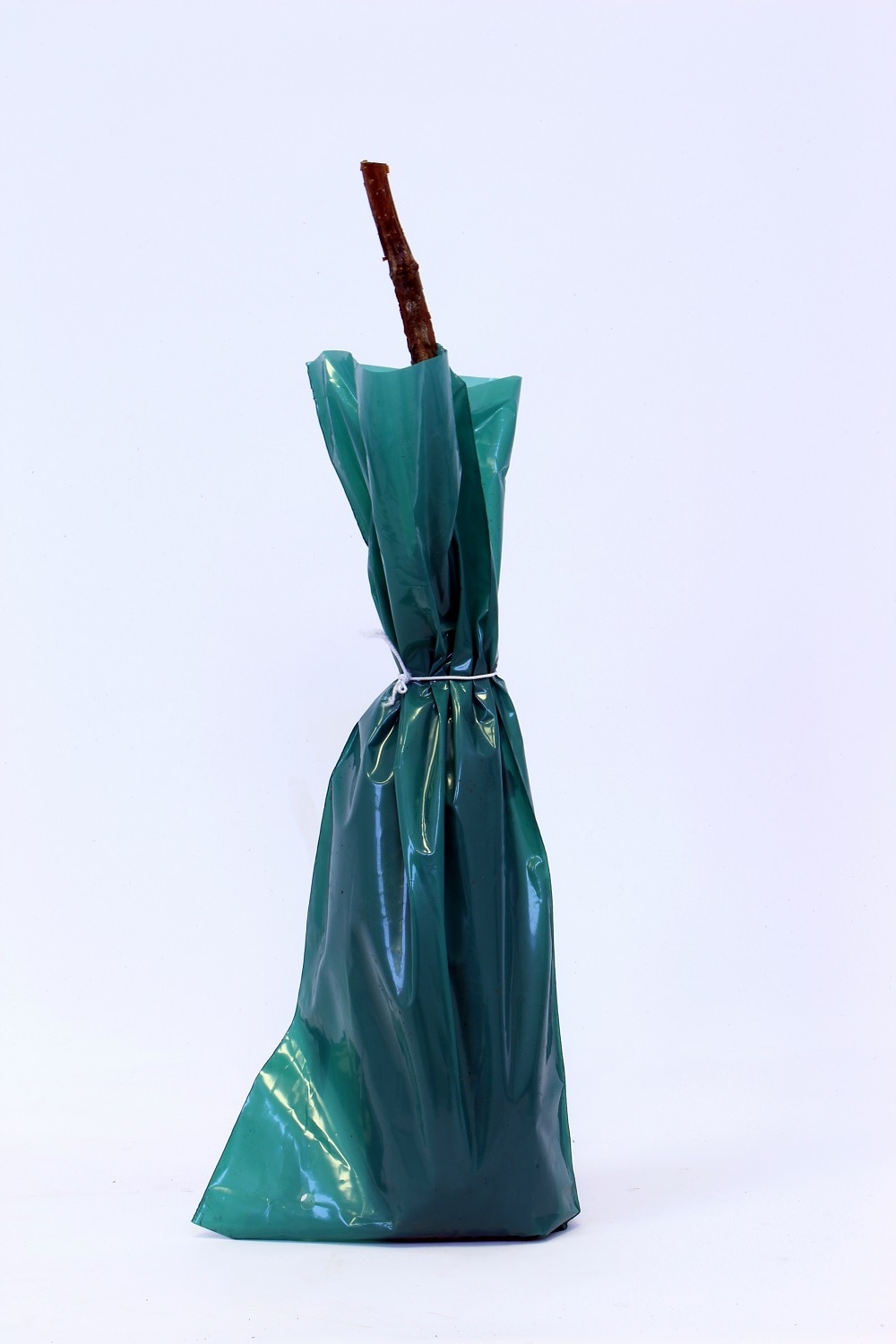 Zmeura cu radacini invelite, 30-40 cm