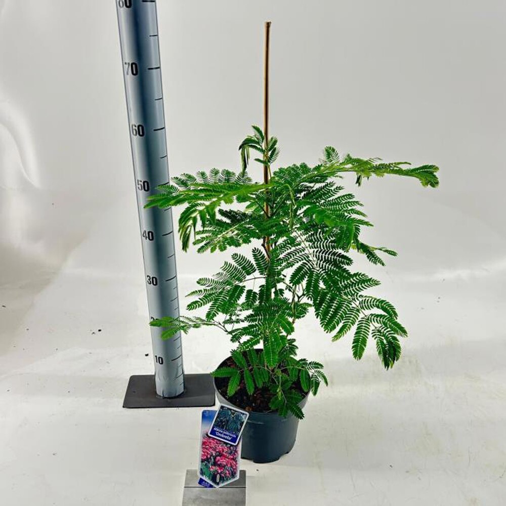 Albizia Ombrella, D 19 cm, H 55 cm