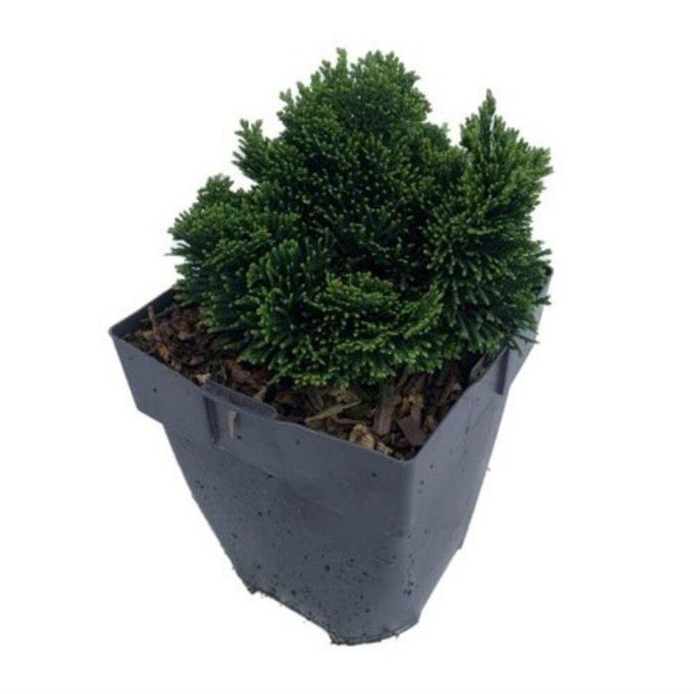 Chamaecyparis Nana Gracilis, 17 cm, D 30 cm