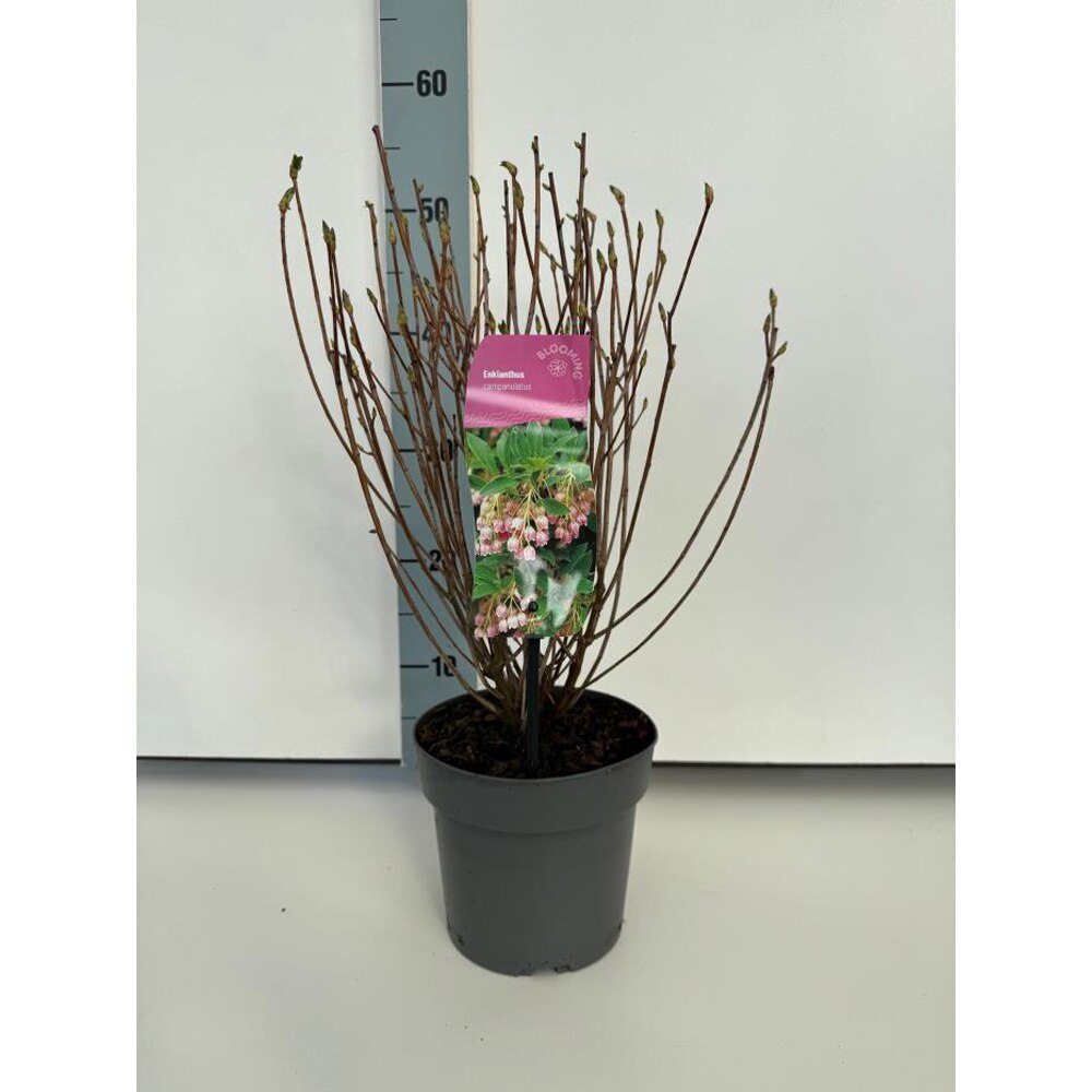 Enkianthus, H 45 cm