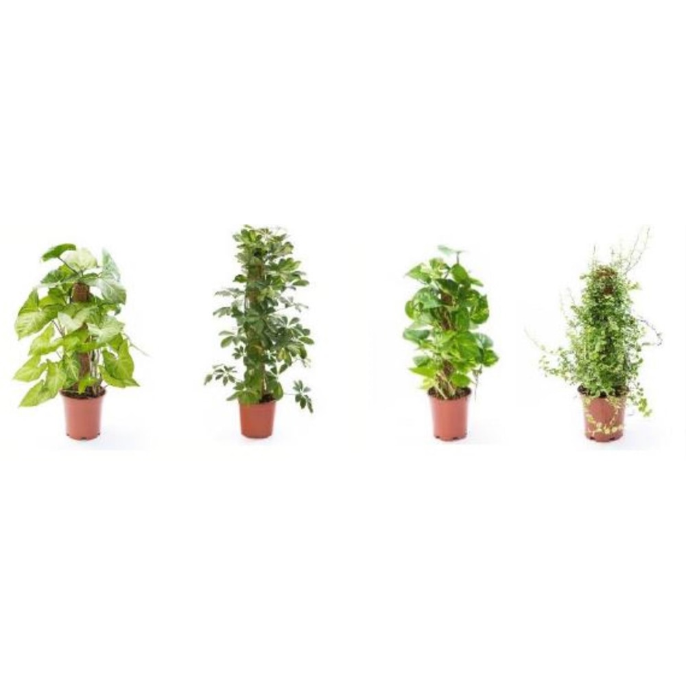 Mix plante verzi de interior, suport fibra de cocos, H 60 cm