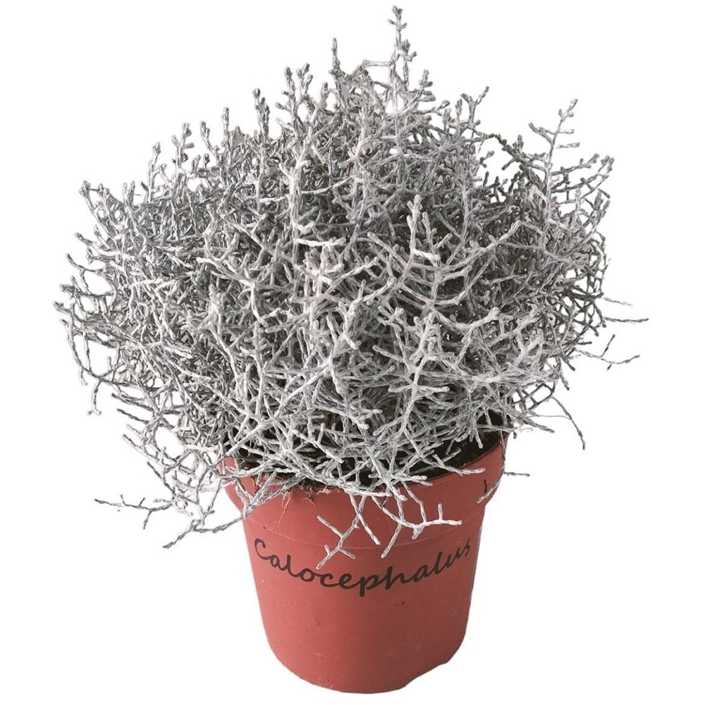 Calocephalus Brownii, D 15cm, H 20cm