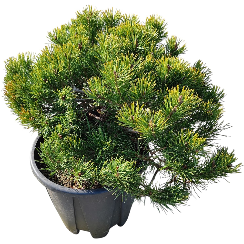 Pinus Mugo Hnizdo, H 25 cm
