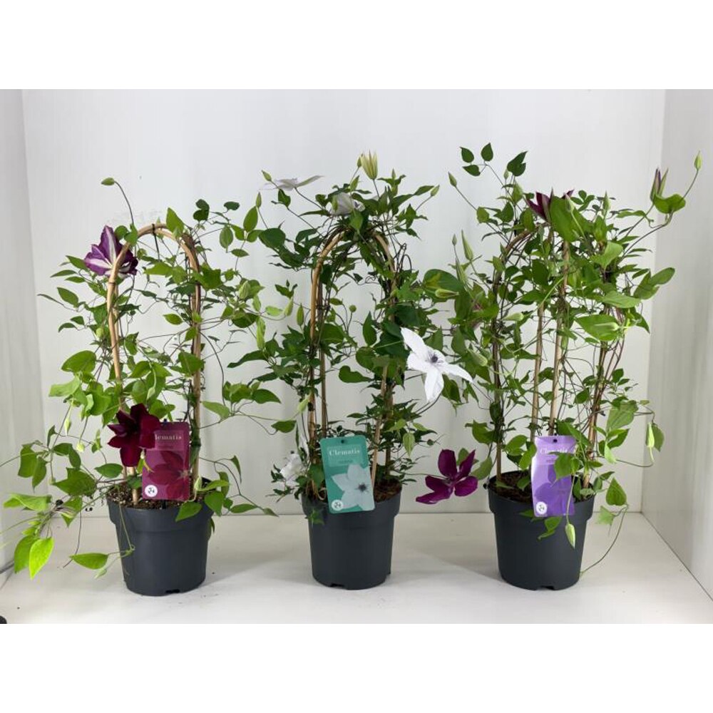Clematis Garland, D 19 cm, H 70 cm