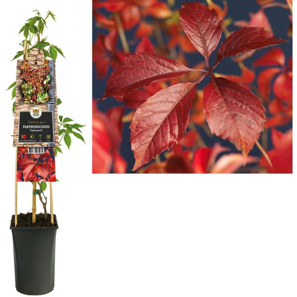 Vita canadiana Engelmannii, H 75 cm