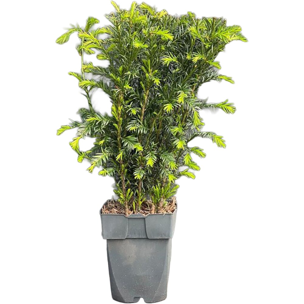 Taxus Groenland, D 17 cm, H 80 cm