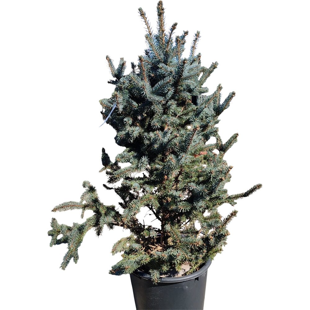 Conifer Picea Pung Iselli, H 230 cm