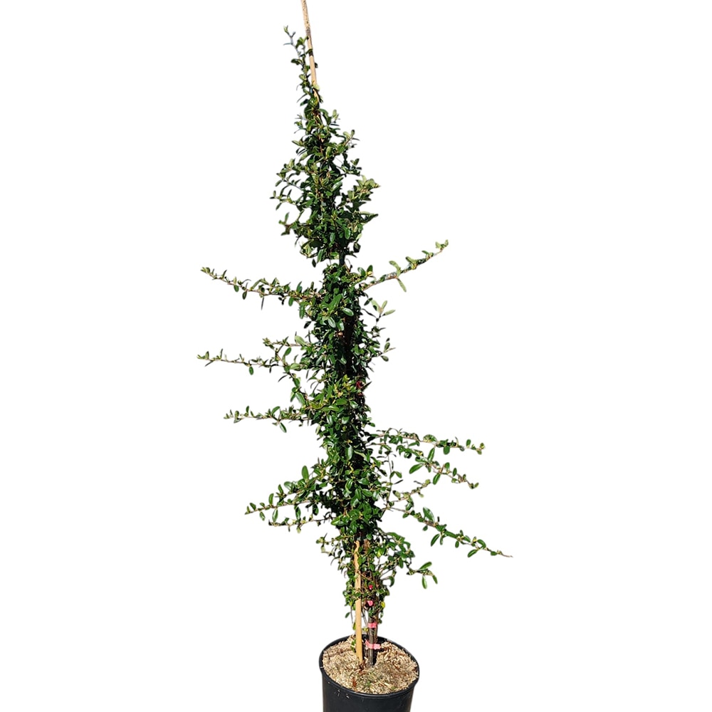 Arbust ornamental Pyracantha, H 200 cm