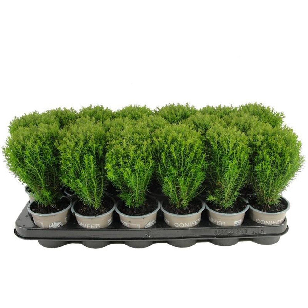Thuja Teddy, D 9 cm, H 15 cm