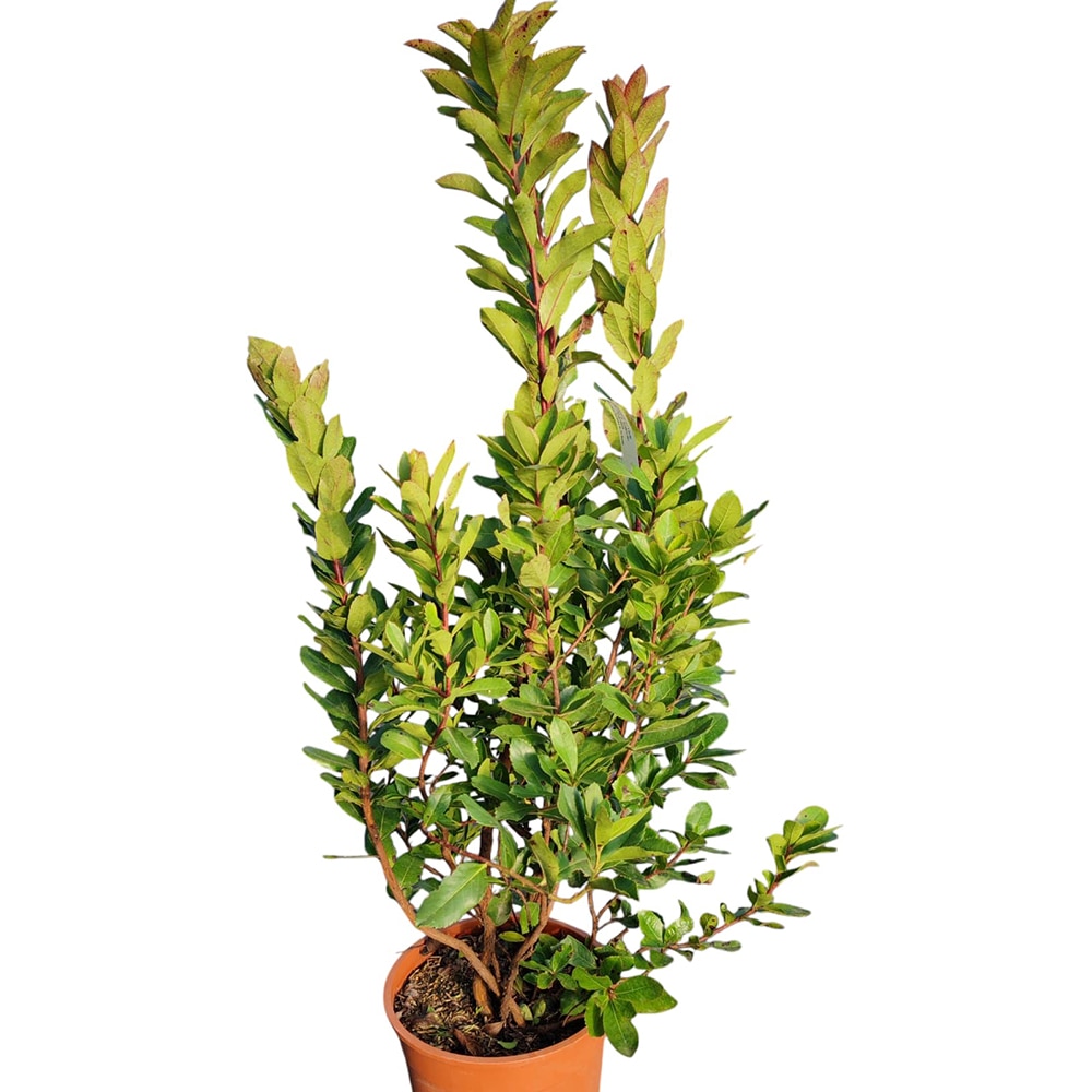 Arborele de capsuni (Arbutus Unedo), H 60 cm