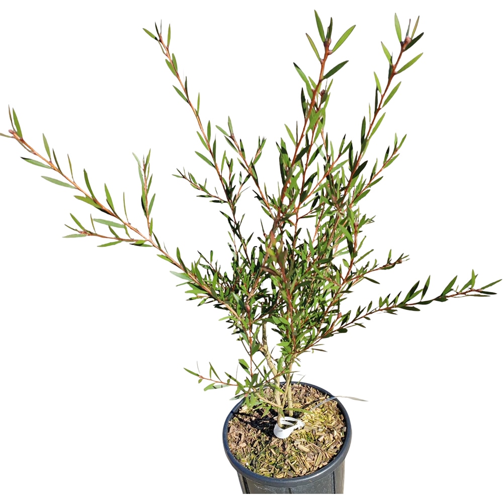 Callistemon Citrinus, H 70 cm