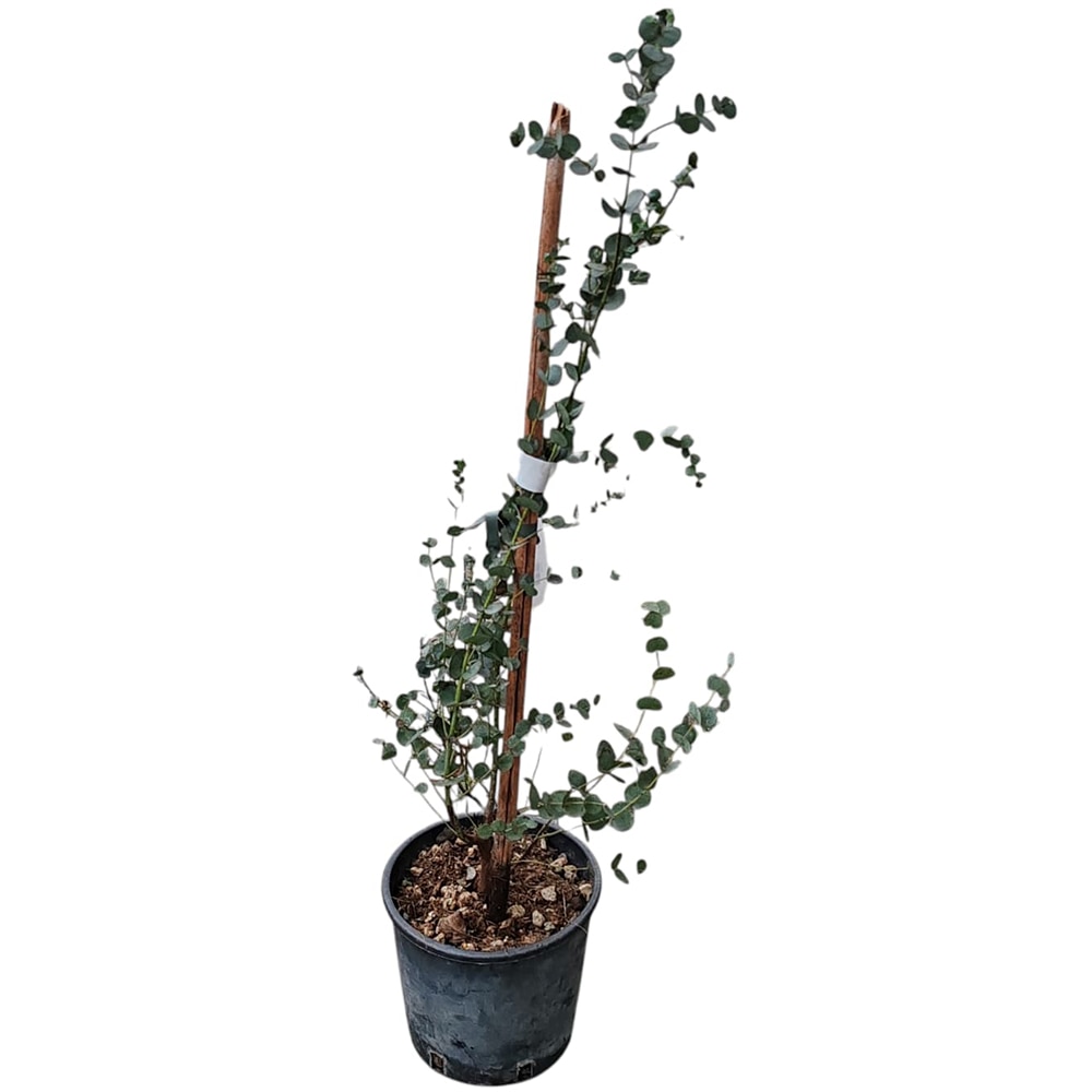 Eucalyptus Gunnii, H 50 cm