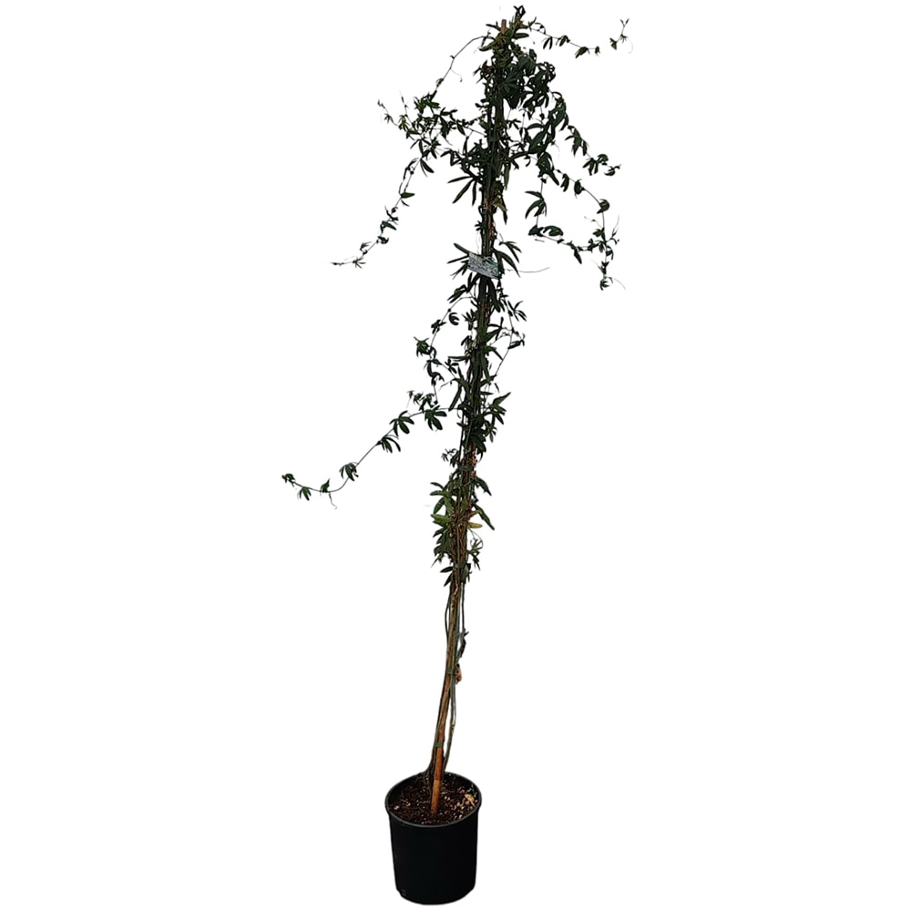 Passiflora Caerulea, H 1.2 m