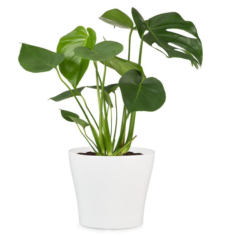 Ghiveci, rotund alb, 27 cm  Scheurich