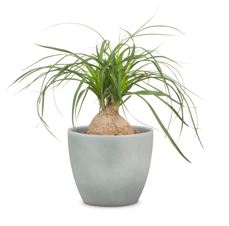 Ghiveci, rotund gri deschis, 22 cm  Scheurich