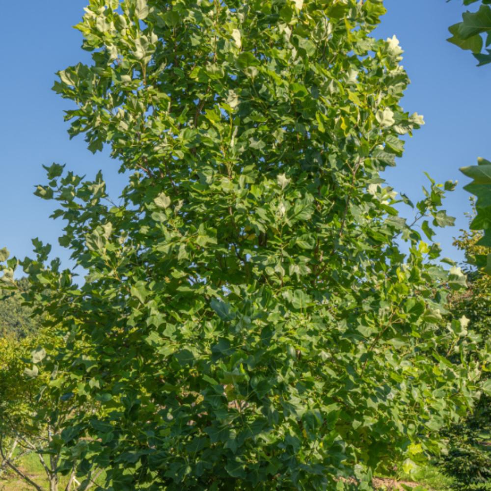 Arbore de lalea Liriodendron Tulipifera, H 150 - 180 cm