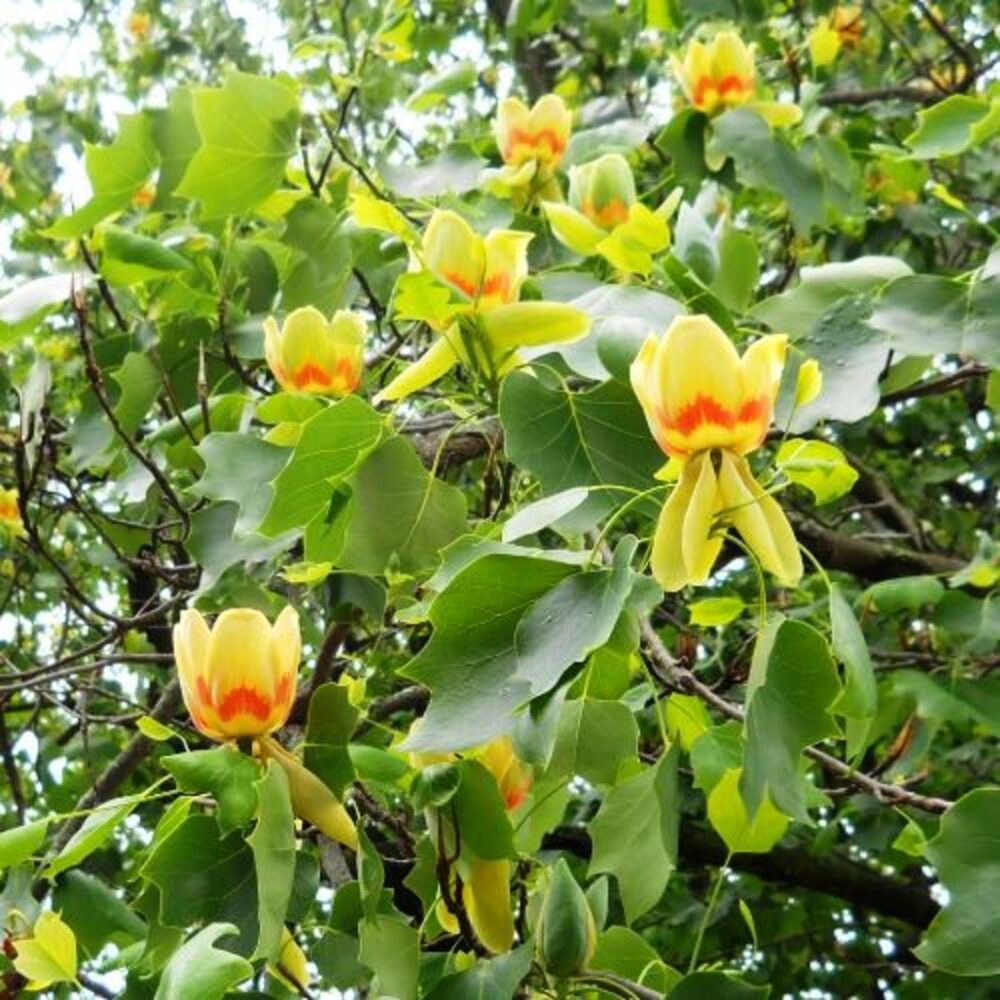 Arbore de lalea Liriodendron Tulipifera, H 150 - 180 cm