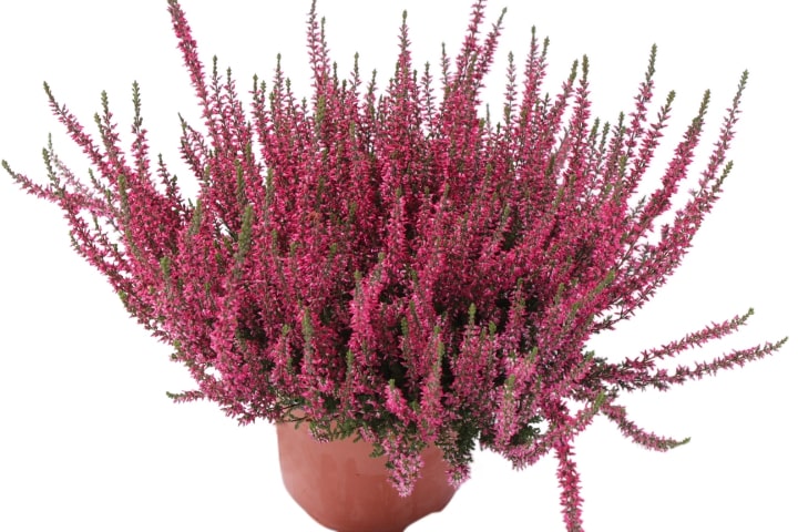 Calluna garden girls in 4 culori