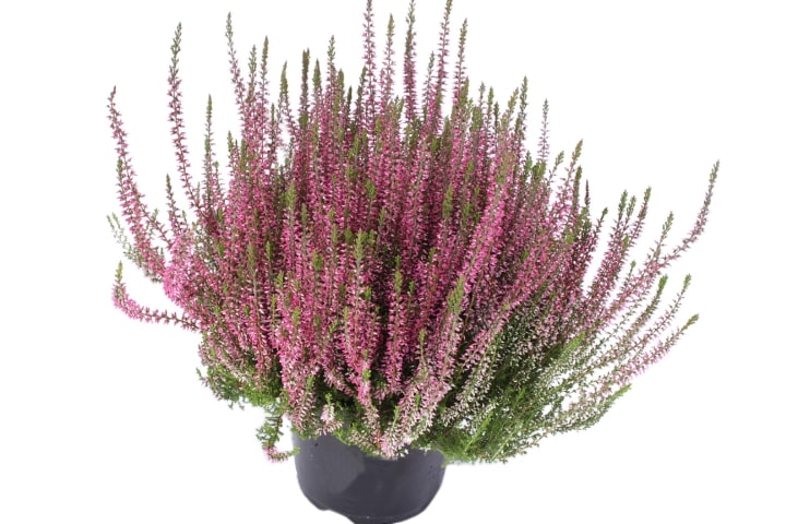 Calluna garden girls in 4 culori