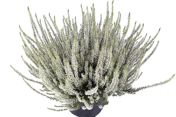 Calluna garden girls in 4 culori