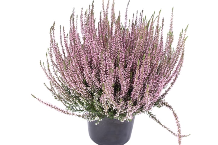 Calluna garden girls in 4 culori