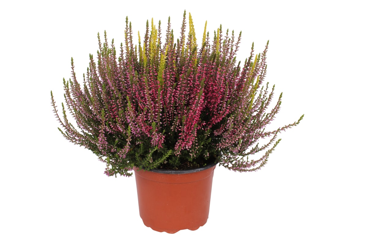 Calluna Garden Girls TRIO