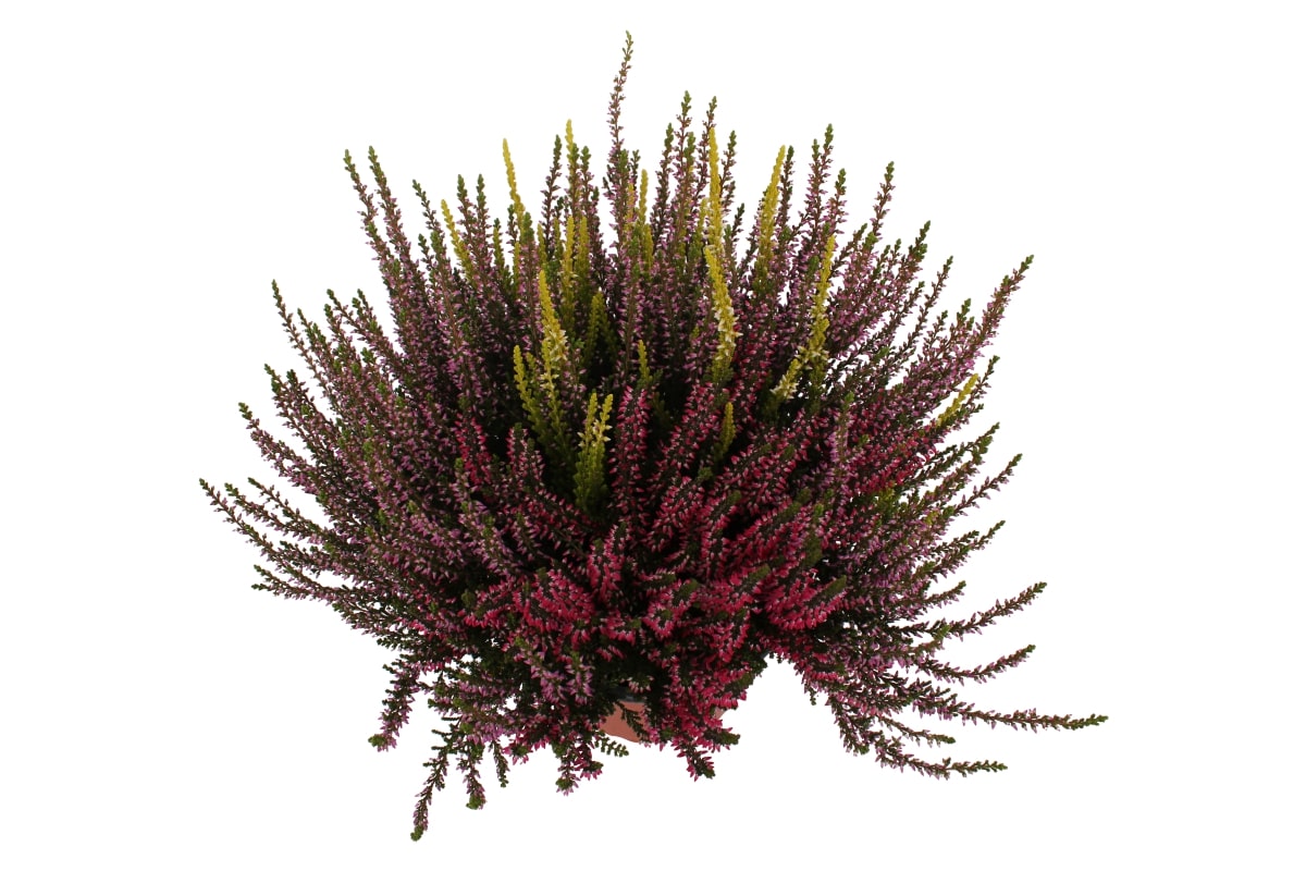 Calluna Garden Girls TRIO