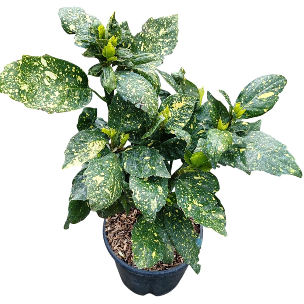 Arbust ornamental Aucuba, D18 cm, H 40 cm