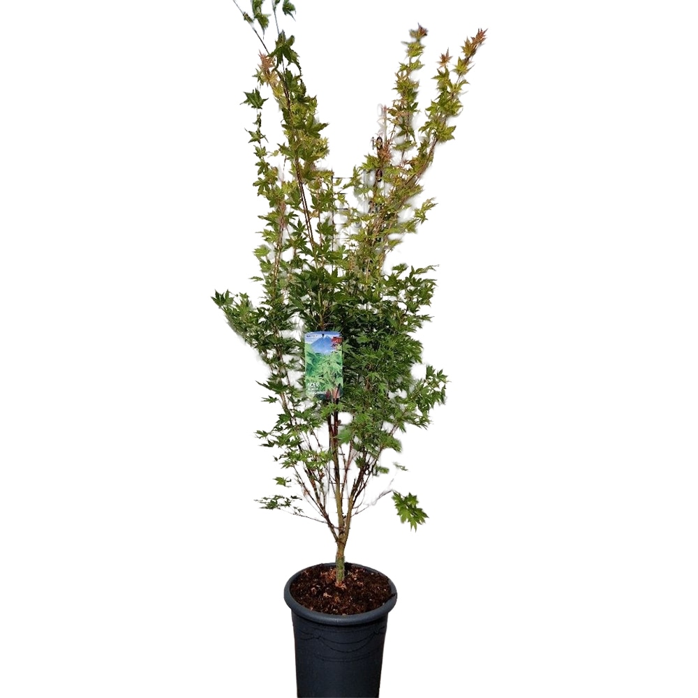 Acer Palmatum, D 33 cm, H 125 cm