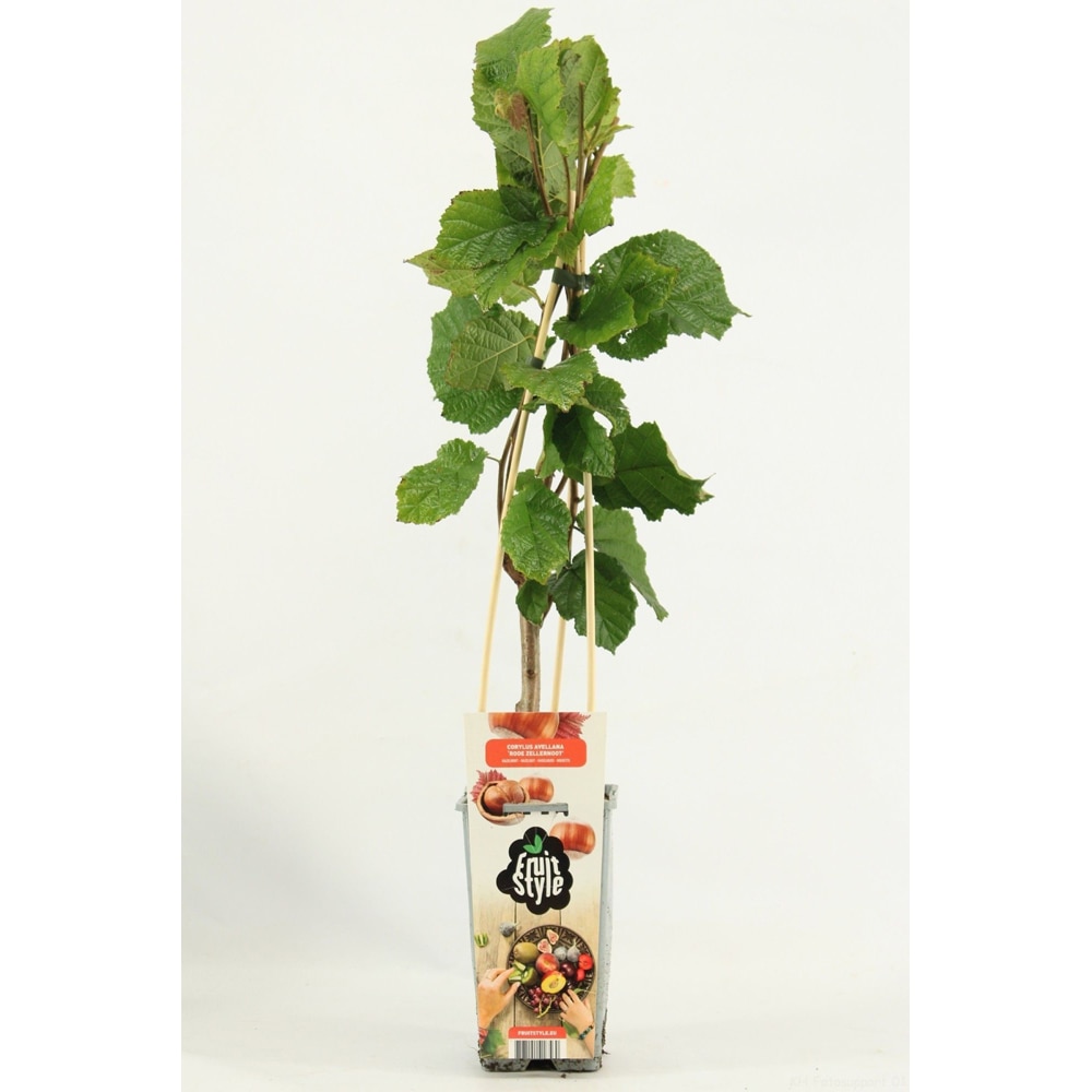 Alun (Corylus avellana), 50 cm
