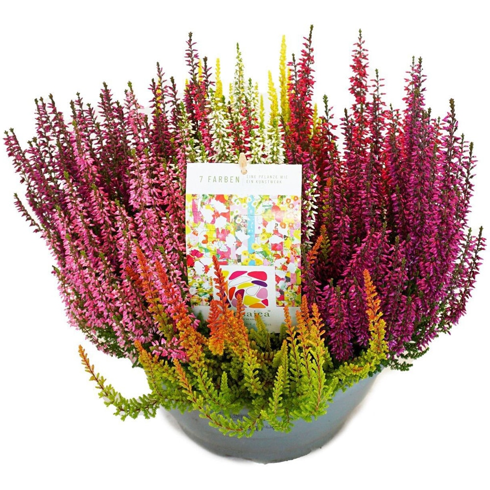 Calluna Beauty Ladies Mosaica, D23 cm, H30 cm