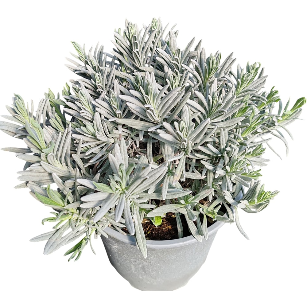 Lavandula Angustifolia Officinalis, D 18 cm, H 20 cm