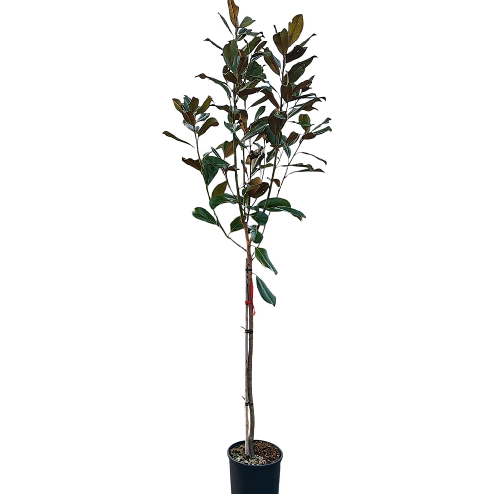 Copacel Magnolia Gallissoniensis, D 26 cm, H 180 cm