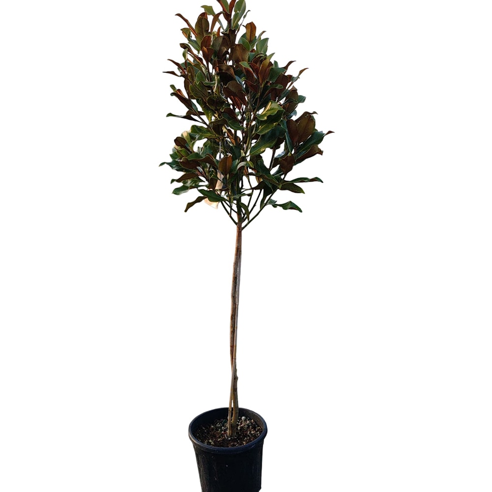 Copacel Magnolia Gallissoniensis, D 30 cm, H 150 cm