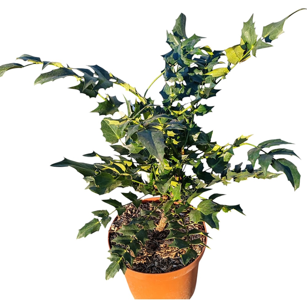 Mahonia X Media Charity, D 18 cm, H 35 cm