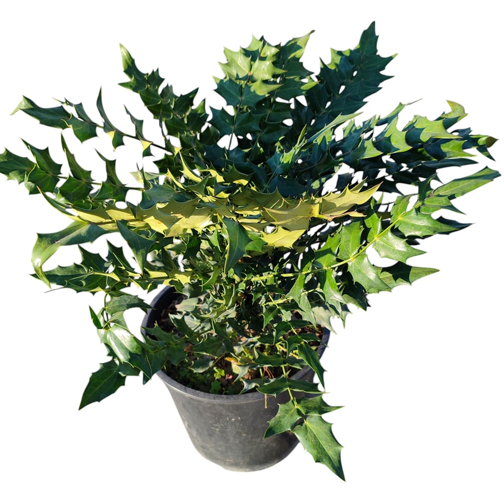 Mahonia X Media Charity, D 24 cm, H 50 cm
