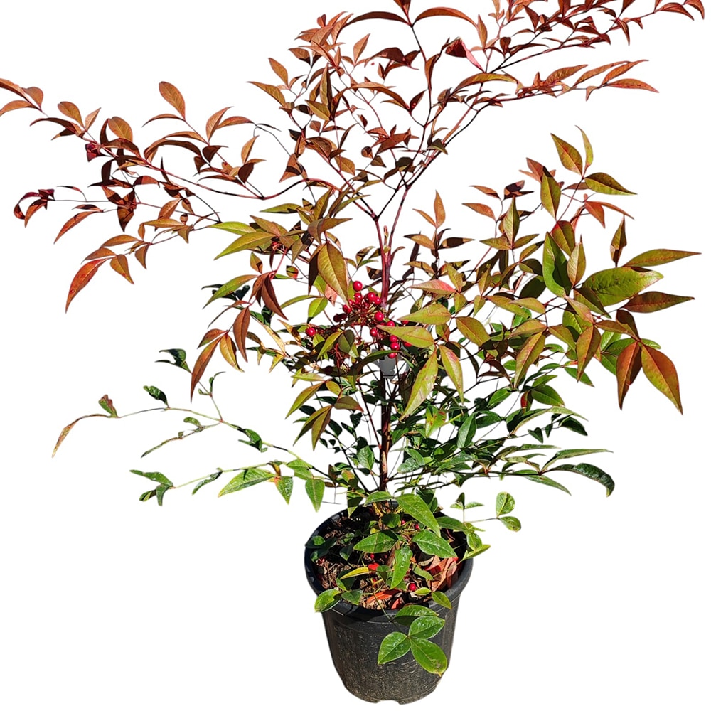 Nandina Domestica, D 18 cm, H 40 cm