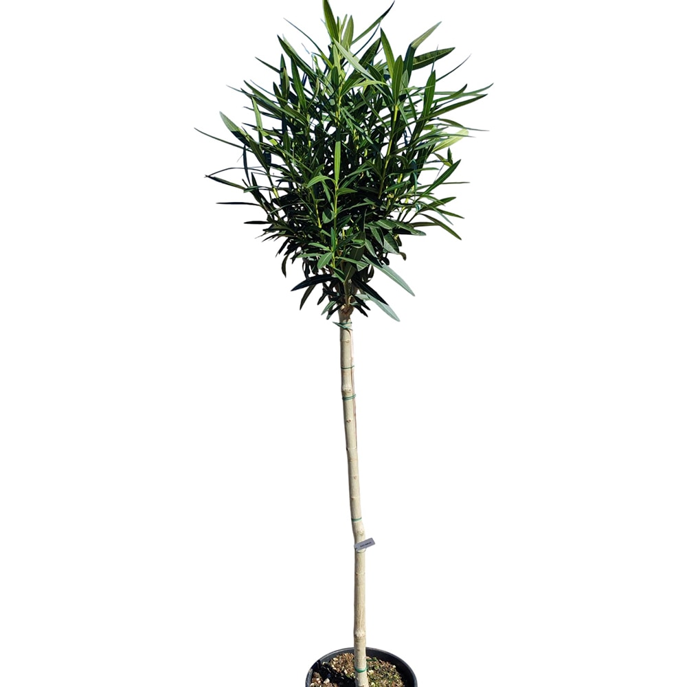 Copacel Nerium Oleander, D 30 cm, H 150 cm