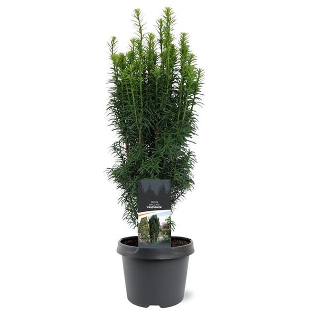 Tisa (Taxus baccata), 40 cm