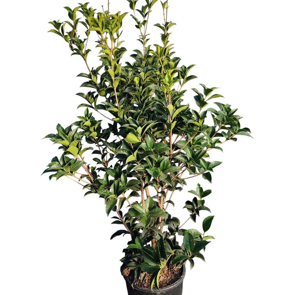 Osmanthus Aquifolium, D 24 cm, H 90 cm