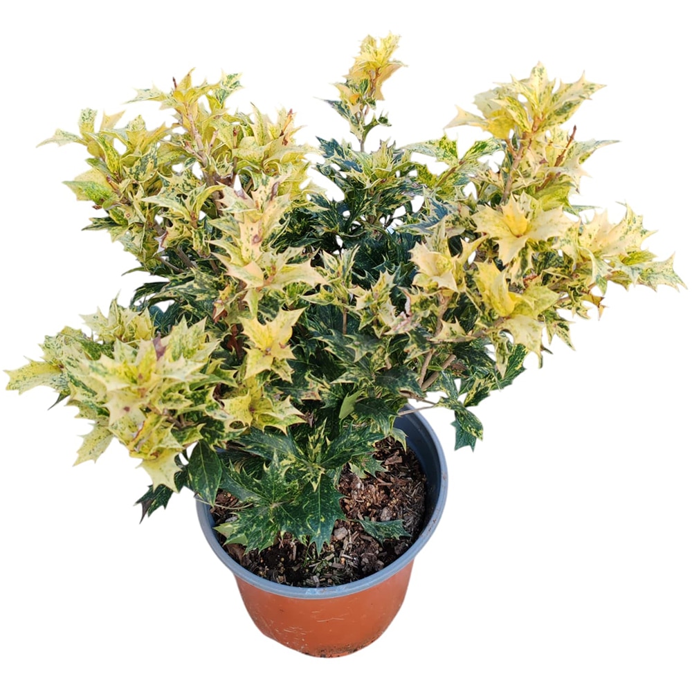 Osmanhus Tricolor, D 18 cm, H 25 cm